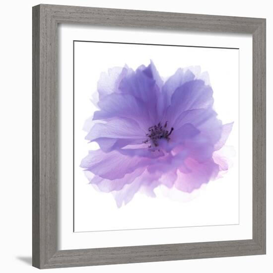 Rose Flower (Rosa Sp.)-Cristina-Framed Premium Photographic Print