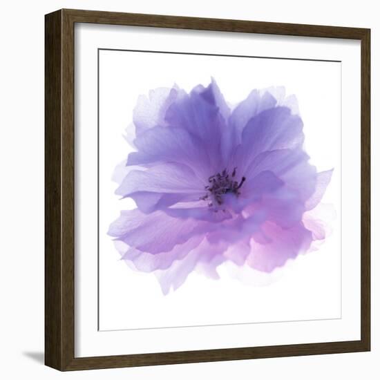 Rose Flower (Rosa Sp.)-Cristina-Framed Premium Photographic Print