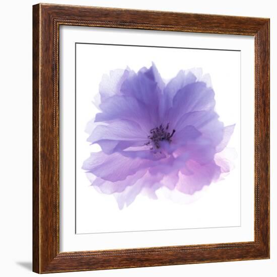 Rose Flower (Rosa Sp.)-Cristina-Framed Premium Photographic Print