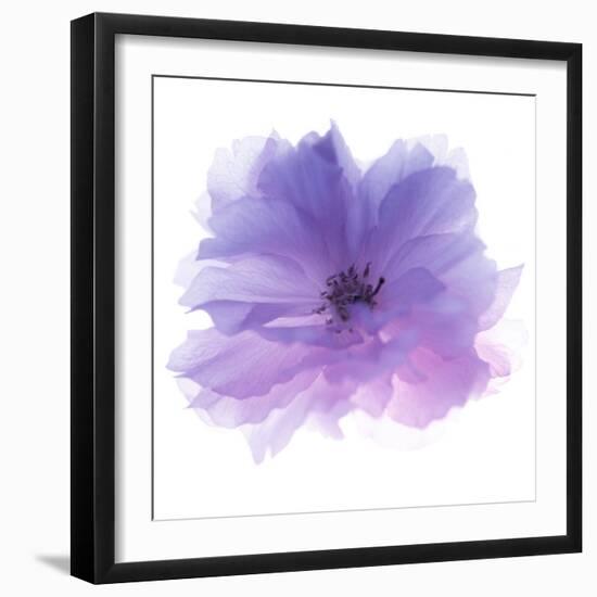 Rose Flower (Rosa Sp.)-Cristina-Framed Premium Photographic Print
