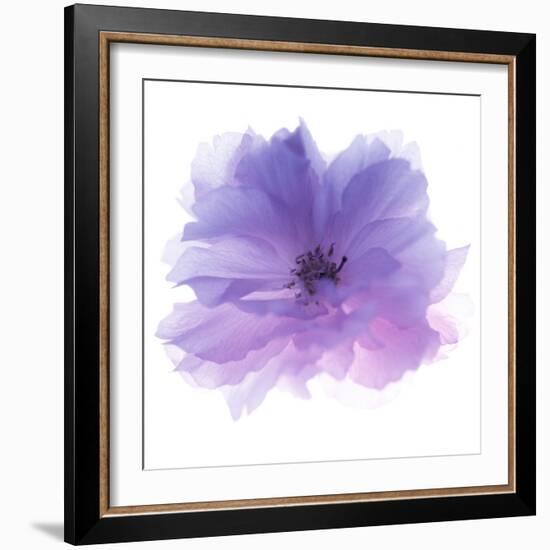 Rose Flower (Rosa Sp.)-Cristina-Framed Premium Photographic Print