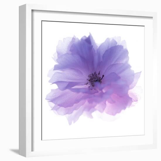 Rose Flower (Rosa Sp.)-Cristina-Framed Premium Photographic Print