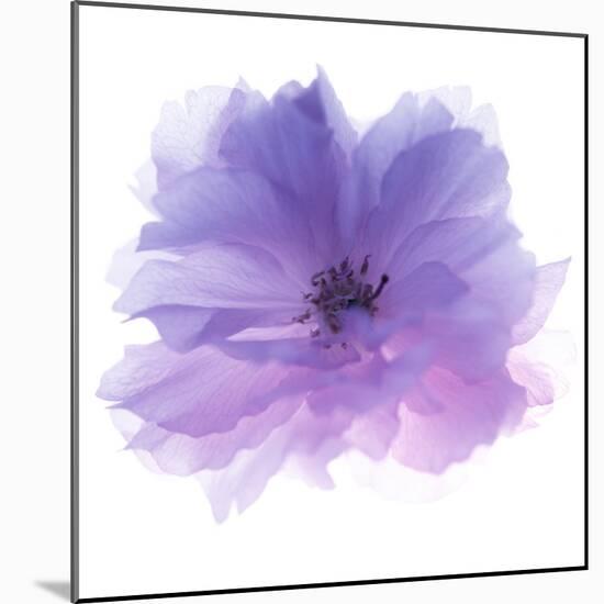 Rose Flower (Rosa Sp.)-Cristina-Mounted Premium Photographic Print