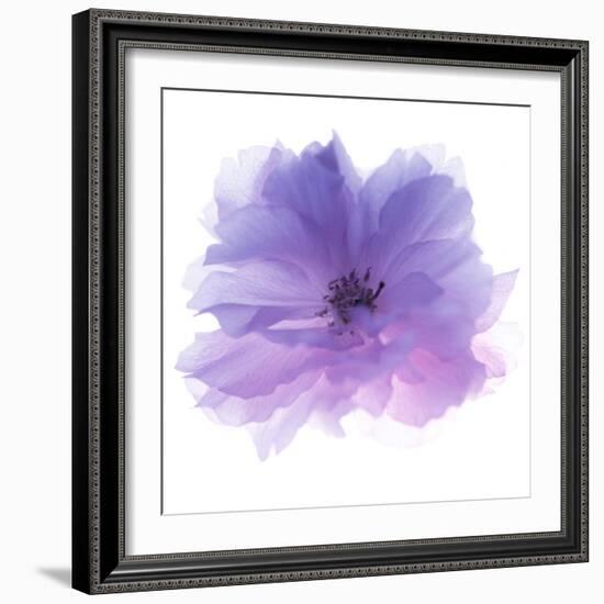 Rose Flower (Rosa Sp.)-Cristina-Framed Premium Photographic Print