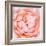 Rose Flower (Rosa Sp.)-Lawrence Lawry-Framed Premium Photographic Print