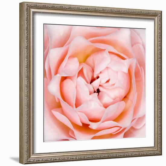 Rose Flower (Rosa Sp.)-Lawrence Lawry-Framed Premium Photographic Print