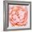 Rose Flower (Rosa Sp.)-Lawrence Lawry-Framed Premium Photographic Print