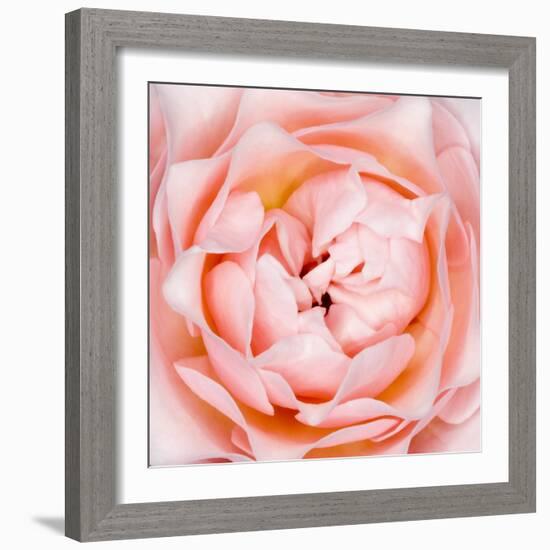 Rose Flower (Rosa Sp.)-Lawrence Lawry-Framed Premium Photographic Print