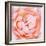 Rose Flower (Rosa Sp.)-Lawrence Lawry-Framed Premium Photographic Print