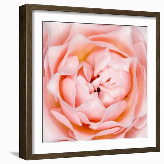 Rose Flower (Rosa Sp.)-Lawrence Lawry-Framed Premium Photographic Print