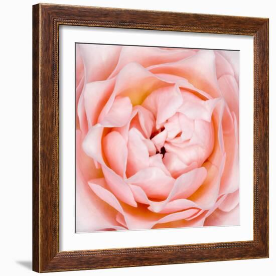 Rose Flower (Rosa Sp.)-Lawrence Lawry-Framed Premium Photographic Print
