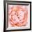 Rose Flower (Rosa Sp.)-Lawrence Lawry-Framed Premium Photographic Print