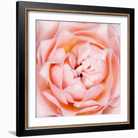 Rose Flower (Rosa Sp.)-Lawrence Lawry-Framed Premium Photographic Print