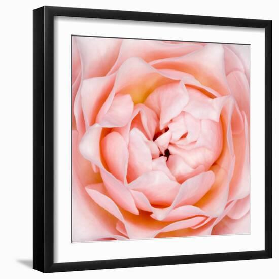 Rose Flower (Rosa Sp.)-Lawrence Lawry-Framed Premium Photographic Print