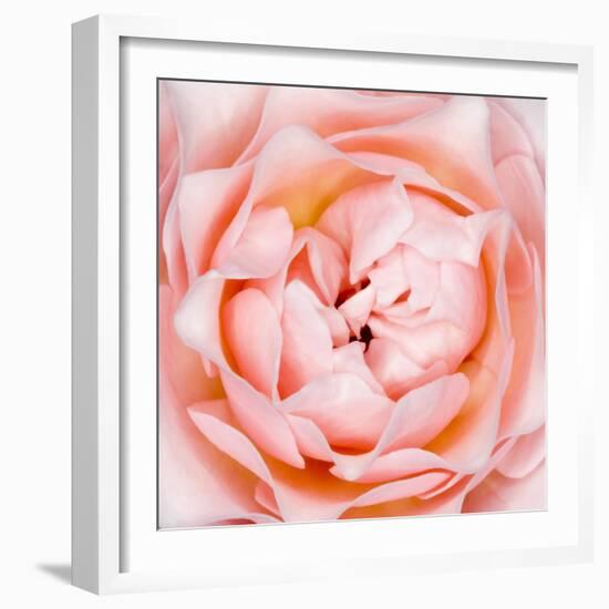 Rose Flower (Rosa Sp.)-Lawrence Lawry-Framed Premium Photographic Print