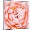 Rose Flower (Rosa Sp.)-Lawrence Lawry-Mounted Premium Photographic Print