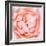 Rose Flower (Rosa Sp.)-Lawrence Lawry-Framed Premium Photographic Print