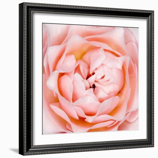 Rose Flower (Rosa Sp.)-Lawrence Lawry-Framed Premium Photographic Print