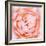 Rose Flower (Rosa Sp.)-Lawrence Lawry-Framed Premium Photographic Print