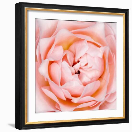 Rose Flower (Rosa Sp.)-Lawrence Lawry-Framed Premium Photographic Print