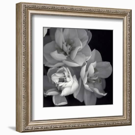 Rose for Romance I-Richard Sutton-Framed Art Print