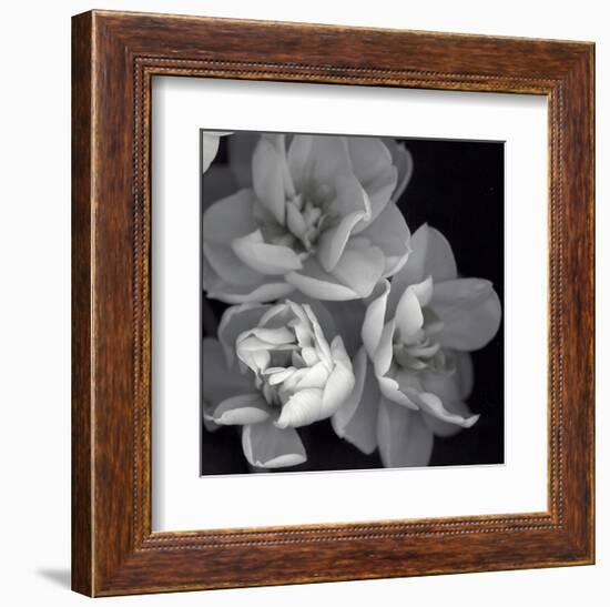 Rose for Romance I-Richard Sutton-Framed Art Print