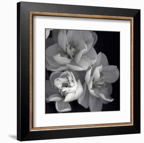 Rose for Romance I-Richard Sutton-Framed Art Print