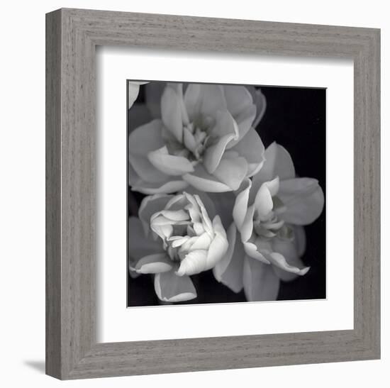 Rose for Romance I-Richard Sutton-Framed Art Print