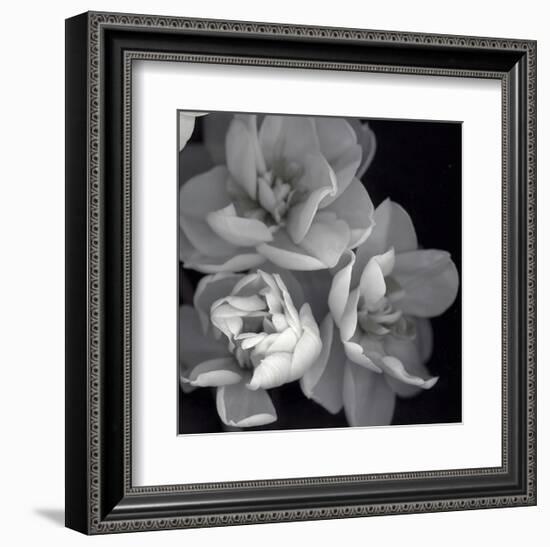 Rose for Romance I-Richard Sutton-Framed Art Print