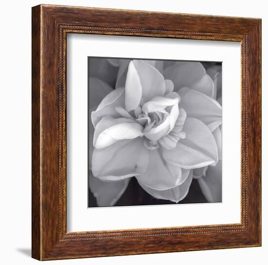 Rose for Romance II-Richard Sutton-Framed Art Print