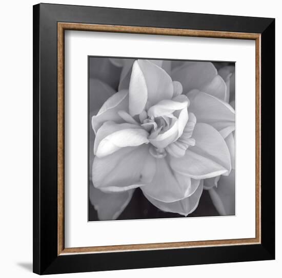 Rose for Romance II-Richard Sutton-Framed Art Print