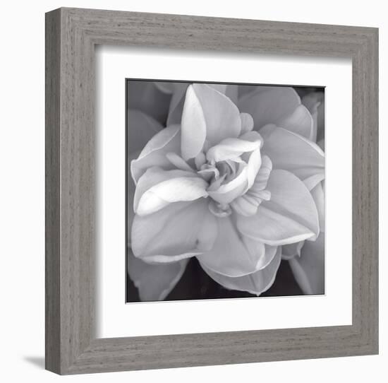 Rose for Romance II-Richard Sutton-Framed Art Print