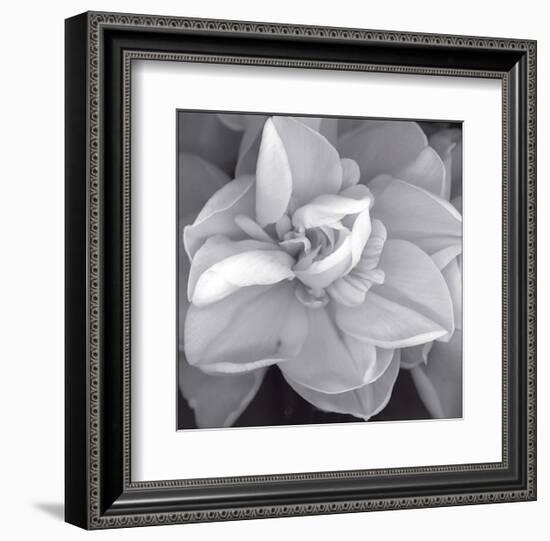 Rose for Romance II-Richard Sutton-Framed Art Print