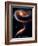 Rose Galaxies Hubble Space Photo Poster Print-null-Framed Premium Giclee Print