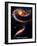 Rose Galaxies Hubble Space Photo Poster Print-null-Framed Premium Giclee Print