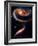 Rose Galaxies Hubble Space Photo Poster Print-null-Framed Premium Giclee Print