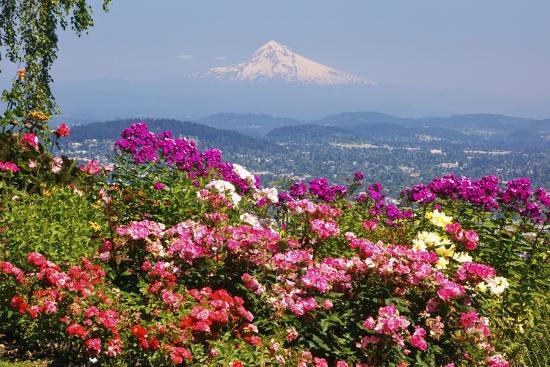 Rose Garden Adds Beauty To Mt Hood From Pittock Mansion Portland Oregon Pacific Northwest Photographic Print Craig Tuttle Art Com