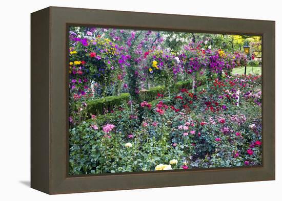 Rose Garden at Butchard Gardens in Full Bloom, Victoria, British Columbia, Canada-Terry Eggers-Framed Premier Image Canvas