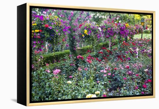 Rose Garden at Butchard Gardens in Full Bloom, Victoria, British Columbia, Canada-Terry Eggers-Framed Premier Image Canvas