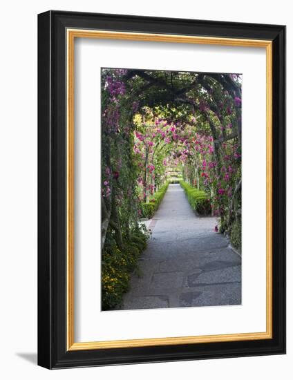 Rose Garden at Butchard Gardens in Full Bloom, Victoria, British Columbia, Canada-Terry Eggers-Framed Photographic Print