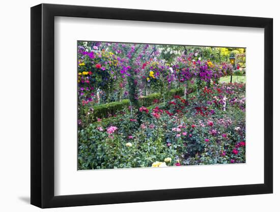 Rose Garden at Butchard Gardens in Full Bloom, Victoria, British Columbia, Canada-Terry Eggers-Framed Photographic Print