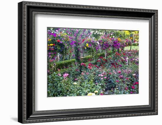 Rose Garden at Butchard Gardens in Full Bloom, Victoria, British Columbia, Canada-Terry Eggers-Framed Photographic Print