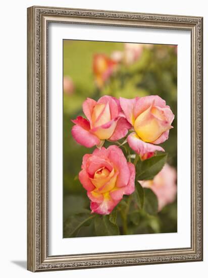 Rose Garden II-Karyn Millet-Framed Photographic Print