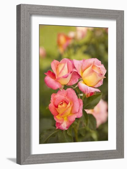 Rose Garden II-Karyn Millet-Framed Photographic Print