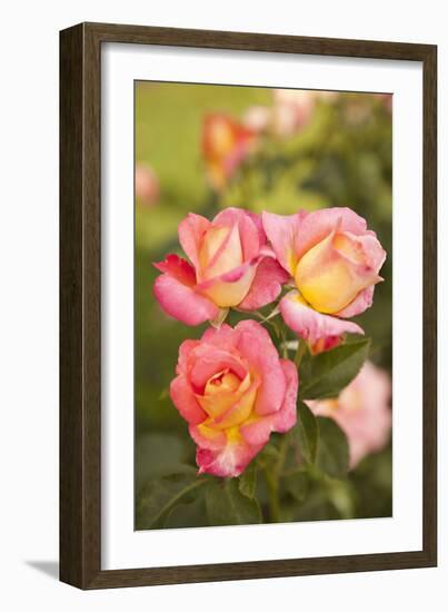 Rose Garden II-Karyn Millet-Framed Photographic Print