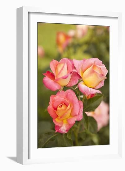 Rose Garden II-Karyn Millet-Framed Photographic Print