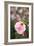 Rose Garden II-Karyn Millet-Framed Photo