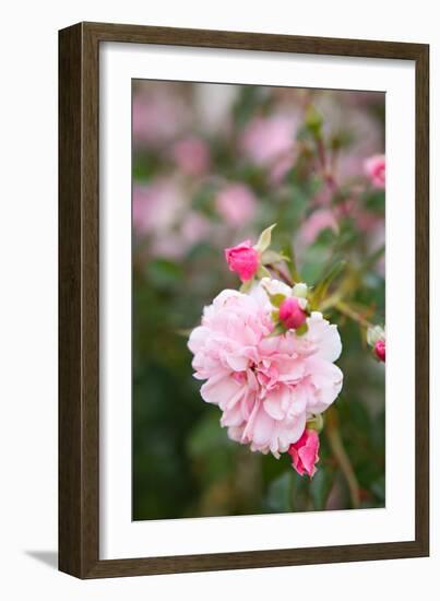 Rose Garden II-Karyn Millet-Framed Photo