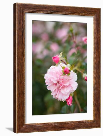 Rose Garden II-Karyn Millet-Framed Photo