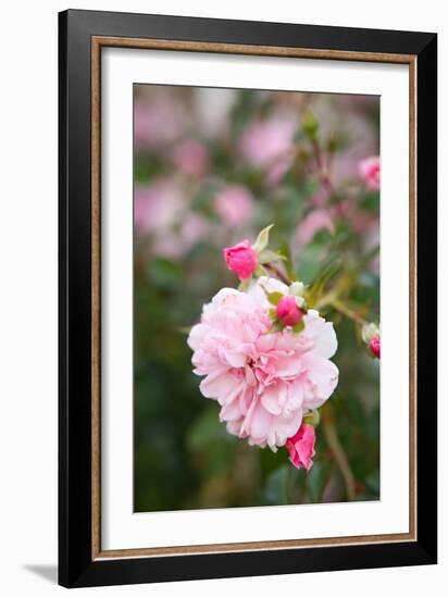 Rose Garden II-Karyn Millet-Framed Photo